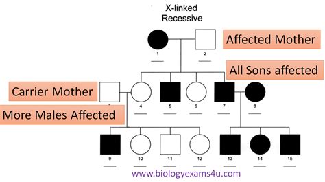 x linked recessive pedigree|how to analyse pedigree chart.